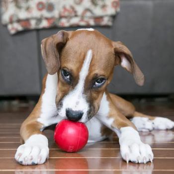 Kong Ball W/Hole іграшка для собак M/L - червоний - купити, ціни на MasterZoo - фото 4