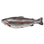 Fish trout fresh