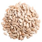 Seeds sunflower