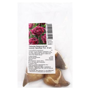 Cranberry Thistle Fringed Tulip Bulbs 3pcs