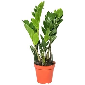 Zamioculcas 12/40 - buy, prices for Auchan - photo 1