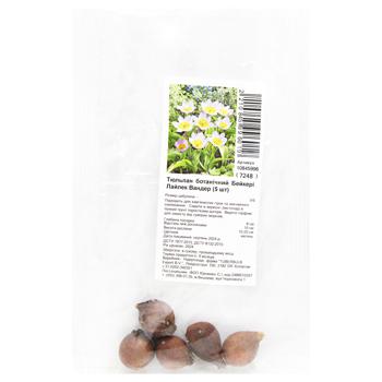 Bakery Lilac Vander Botanical Tulip Bulbs 5pcs - buy, prices for MegaMarket - photo 1