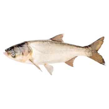 fish silver carp