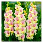 Mon Amour Gladiolus 3pcs