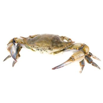 Blue Crab - buy, prices for METRO - photo 1