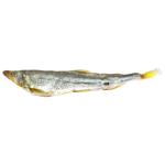 Fish smelt