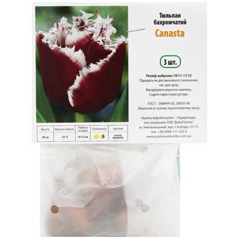 Bulb tulip Netherlands - buy, prices for Auchan - photo 1