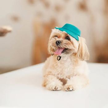 Pet Fashion Rob Panama for Dogs s.L - buy, prices for MasterZoo - photo 3