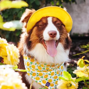 Панама для собак Hat-Dog р.L жовтий - купити, ціни на MasterZoo - фото 3