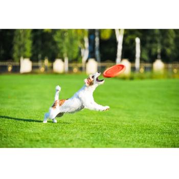 PitchDog Plate Dog Fetch Toy 24cm Orange - buy, prices for MasterZoo - photo 3