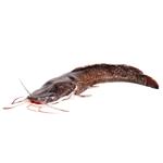 Chilled Catfish 1.5-2kg