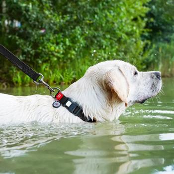 Нашийник для собак COLLAR WOUDOG Водостійкий L - чорний - купить, цены на MasterZoo - фото 4