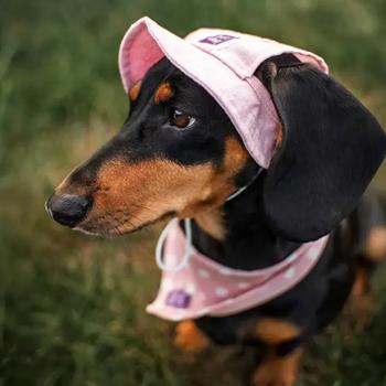 Hat-Dog Panama Hat for Dogs s.XL Pink - buy, prices for MasterZoo - photo 4