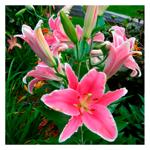 Lily OT Hybrid Giant Marlon 1pc