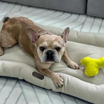 Pet Fun Комфорт Water Proof матрац для собак 70х100х15 см - бежевий - купити, ціни на MasterZoo - фото 3
