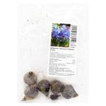 Siberica Snowdrop Bulb 5pcs