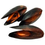 Boiled and Frozen Whole Mussels in the Shell