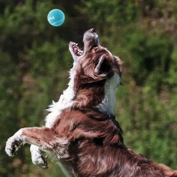 Toy Outward hound Sweden - buy, prices for MasterZoo - photo 4