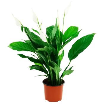 Spathiphyllum - buy, prices for - photo 3