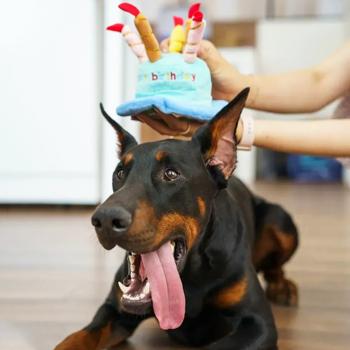 Набір Birthday Box для собак великих та середніх порід - купить, цены на MasterZoo - фото 5