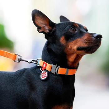 Waudog Waterproof Dog Collar with QR Passport 38-58cm/25mm Orange - buy, prices for MasterZoo - photo 3