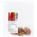 Fat Boy Gladiolus Bulbs 3pcs
