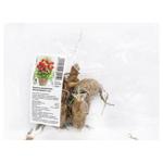 Коренебульба жоржини декоративної Мелоді Мамбо (1 шт)