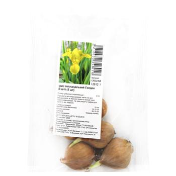 Golden Beauty Dutch Iris Bulbs 5pcs - buy, prices for MegaMarket - photo 1