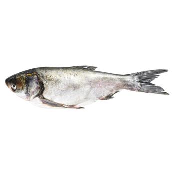 Live Silver Carp - buy, prices for COSMOS - photo 1
