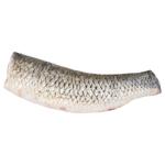 Grass Carp Carcass