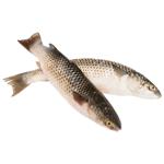 Sea Mullet