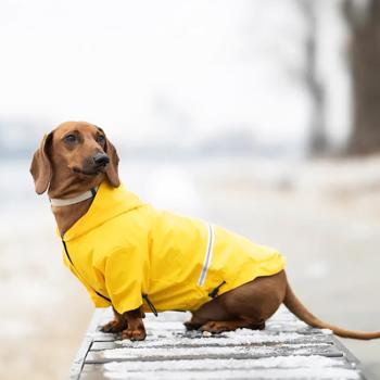 Noble Pet Moss Raincoat for Dogs s.M-Long Yellow - buy, prices for MasterZoo - photo 3
