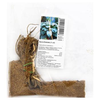 Hosta Elegans Rhizome 1pc - buy, prices for - photo 3