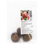 Tulip New Santa Bulbs 3pcs