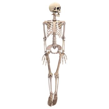 Skeleton Figurine 90cm