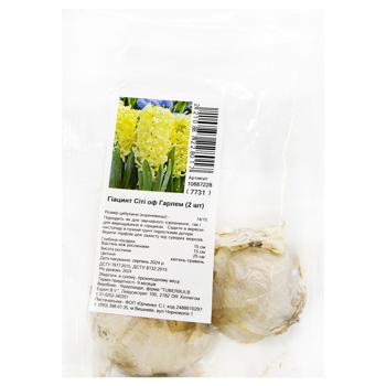 Bulbs of Garden Hyacinths City of Harlem 2pcs - buy, prices for - photo 1