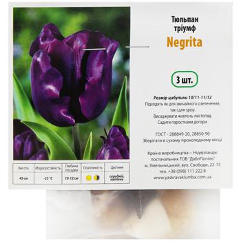 Луковица Тюльпан триумф Negrita 3шт - купить, цены на Auchan - фото 1