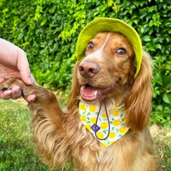 Панама для собак Hat-Dog р.L лаймовий - купити, ціни на MasterZoo - фото 7