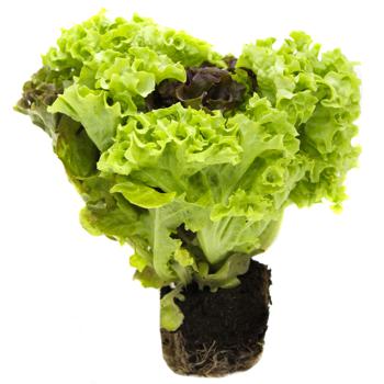 Galicia Greenery Trio Fresh Salad in Pot 130g - buy, prices for - photo 2