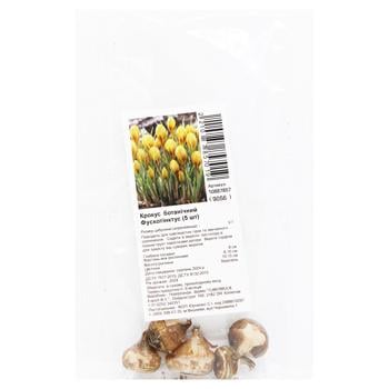 Bulb of Botanical Crocus of Fuskotinktus 5pcs - buy, prices for ULTRAMARKET - photo 1