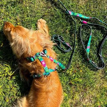 Max and Molly H-Harness Тропіки шлея для собак 53-69 см - різнокольоровий - купить, цены на MasterZoo - фото 6