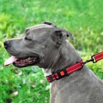 Barksi BronzeDog Active нейлоновий нашийник для собак S - червоний - купить, цены на MasterZoo - фото 6