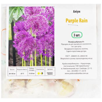 Алиум Purple Rain 3шт - купить, цены на Auchan - фото 1