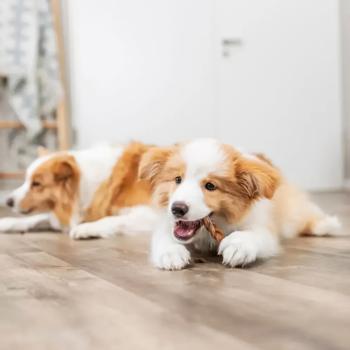 Ласощі для собак Trixie з бичачим пенісом косичка 15см 5шт - купити, ціни на MasterZoo - фото 3