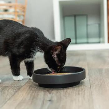 Корм вологий Trixie Soup з куркою та креветками для котів 80г - купити, ціни на MasterZoo - фото 4