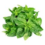 Green Basil Bunch