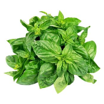 Green Basil Bunch