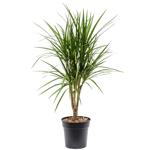Dracaena Marginata 12/40