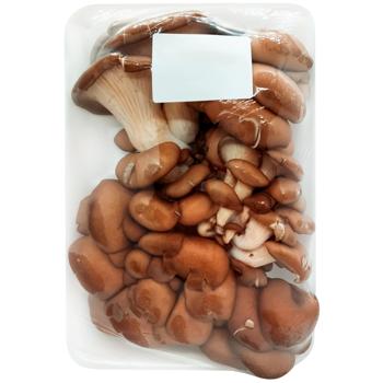 Oyster - buy, prices for Vostorg - photo 1