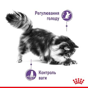 Набір корму Royal Canin Appetite Control для стерилізованих котів які випрошують корм cухий 2кг + вологий 4шт х 85г - купити, ціни на MasterZoo - фото 3